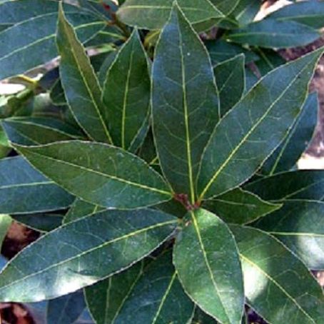 Herbs Used in Cooking  Bay through Caraway